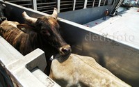 Sapi-sapi ini dikarantina sebalum akan dikirim ke Cianjur Jawa Barat.