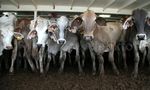 Sebanyak 3.115 Sapi Asal Australia Tiba di Priok