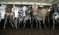 Sapi ini diimpor untuk memenuhi kebutuhan daging sapi di Indonesia.