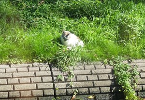Kenapa Banyak Kucing Gendut di Utrecht, Belanda?