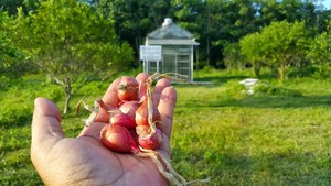 Rumah Bawang Ini Bisa Awetkan Bawang Merah Hingga 6 Bulan