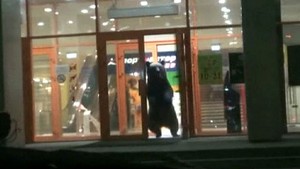 Tembak Beruang yang Masuk Pusat Perbelanjaan, Polisi Rusia Dikecam