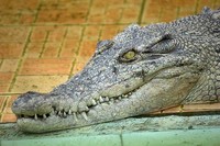 Walau telah beroperasi dari tahun 1990-an, namun nama Taman Buaya Indonesia Jaya di Desa Serang, Cibarusah, Bekasi memang belum banyak diketahui khalayak umum. Padahal, ini salah satu destinasi menarik di Bekasi (Randy/detikTravel)