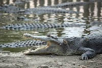 Di tengah arena yang berupa kolam, tampak sejumlah buaya yang sedang berjemur dan santai-santai. Namun walau terlihat cuek, buaya adalah reptil yang sangat agresif (Randy/detikTravel)
