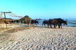 Kerbau Jadi Turis di Pantai Kuta, Lombok