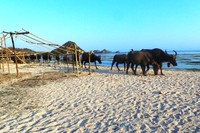 Pantai Kuta di Lombok sudah cukup terkenal di kalangan wisatawan, baik lokal maupun mancanegara. Namun ada pemandangan unik saat detikTravel berkunjung ke sana, sekawanan kerbau melintas dengan santainya. (Wahyu/detikTravel)