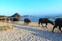 Kawanan kerbau ini cuma numpang lewat saja melintasi Pantai Kuta Lombok. Jumlahnya tak hanya satu-dua, melainkan sampai puluhan ekor. (Wahyu/detikTravel)