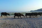 Kerbau Jadi Turis di Pantai Kuta, Lombok