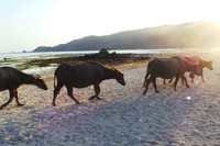 Kawanan kerbau ini diduga hendak pulang menuju ke kandang tempat mereka dipelihara. Penggembala kerbau memang kerap menggembalakan kerbaunya di padang savana yang banyak terdapat di Lombok  (Wahyu/detikTravel)