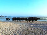 Kerbau Jadi Turis di Pantai Kuta, Lombok