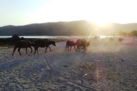 Matahari sudah hendak tenggelam, saatnya kerbau pulang ke kandang. Garis Pantai Kuta yang panjang memang membuat kawanan kerbau cukup jauh berjalan dari arah timur menuju ke ufuk barat. (Wahyu/detikTravel)