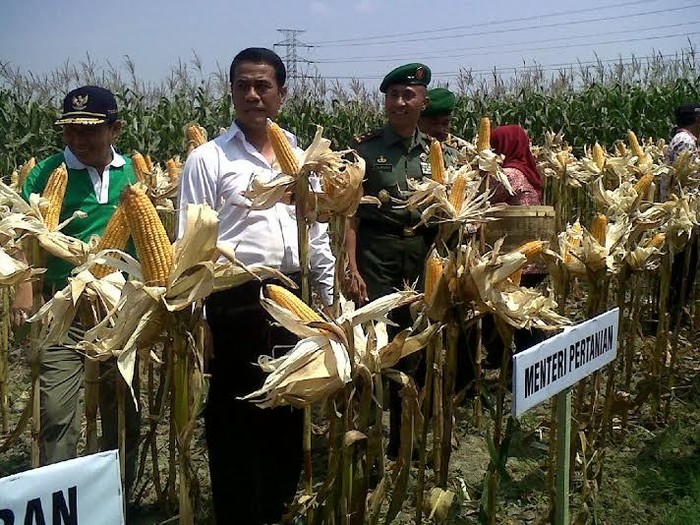 Pengusaha Pakan Ternak Protes Jagung Langka, Kementan: Produksi Surplus