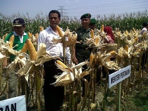 Pengusaha Pakan Ternak Protes Jagung Langka, Kementan: Produksi Surplus