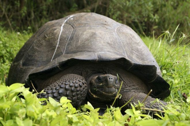 Spesies Baru Kura-kura Ditemukan di Galapagos