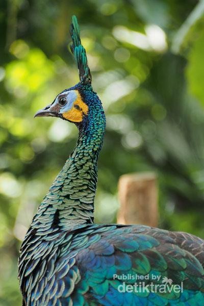  Burung burung Cantik di Jawa Timur