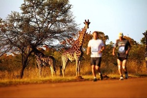 6 Event Wisata Marathon yang Seru di Dunia
