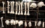 Pembuatan Replika Organ Tubuh