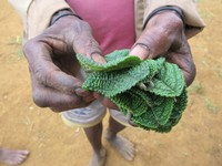 Daun gatal (Laportea decumana), di Pulau Jawa namanya daun jelatang. Bagi Suku Moni dan Dani di pedalaman Papua, daun gatal dipakai untuk menghilangkan pegal-pegal di badan (Afif/detikTravel)
