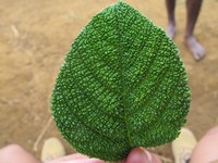 Daun gatal di pedalaman Papua banyak ditemui di hutan, di ketinggian 2.000-an mdpl. Daun ini wujudnya seperti daun sirih, namun bagian atasnya memiliki duri (Afif/detikTravel)