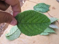 Daun gatal diyakini memiliki asam formiat. Saat duri-durinya mengenai tubuh, asam formiat mempengaruhi terjadinya pelebaran pori-pori tubuh dan merangsang peredaran darah menjadi lancar. Itulah sebabnya rasa pegal akan hilang (Afif/detikTravel)