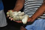 Bukti Warga Raja Ampat Cinta Laut