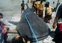 Hiu itu tersangkut jaring nelayan pada Minggu (25/10/2015) pukul 07.00 WIB.