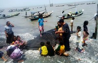 Dibanding hiu paus yang tersangkut jaring nelayan, Senin (12/10) kemarin, hiu yang ini lebih pendek tetapi badannya lebih besar.