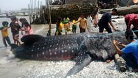 Hiu ini sepanjang 6 meter.