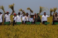 Menteri Pertanian Andi Amran Sulaiman didampingi Kepala Badan Penelitian dan Pengembangan Pertanian Muhammad Syakir melakukan panen raya padi sawah bersama Pangdam VII Wirabuana Mayjen TNI Bachtiar, Gubernur Sulawesi Tenggara Nur Alam, dan Bupati Kolaka Ahmad Safei di Kelurahan Toshiba, Kecamatan Samaturu, Kabupaten Kolaka, Sabtu (24/10/2015)