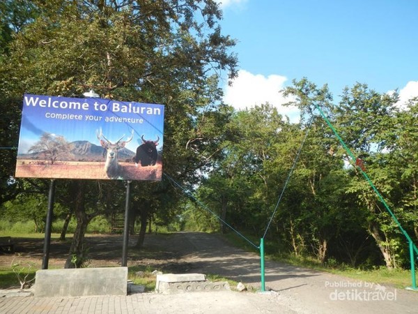 Pemandangan Eksotis Savana Bekol Di Taman Nasional Baluran