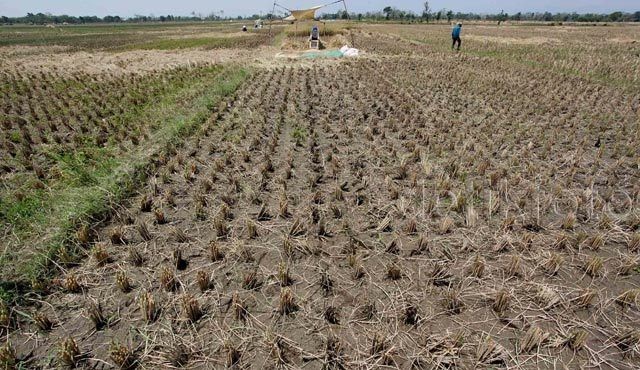 El Nino Bakal Mengerek Harga Pangan RI