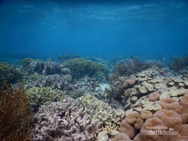 Tahun Depan, Indonesia Gelar Penanaman Koral Terbesar di Dunia