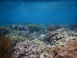 Tahun Depan, Indonesia Gelar Penanaman Koral Terbesar di Dunia