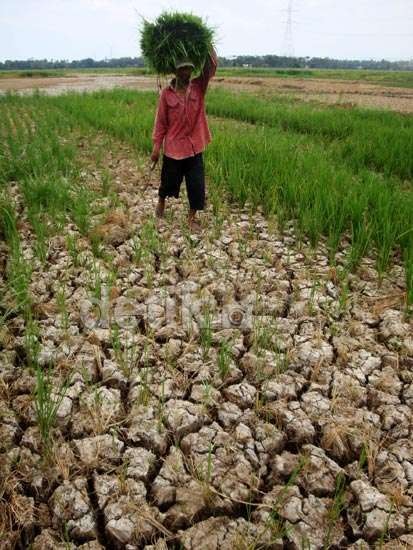 Kementan Jamin Impor Beras Tak Bikin Petani Rugi