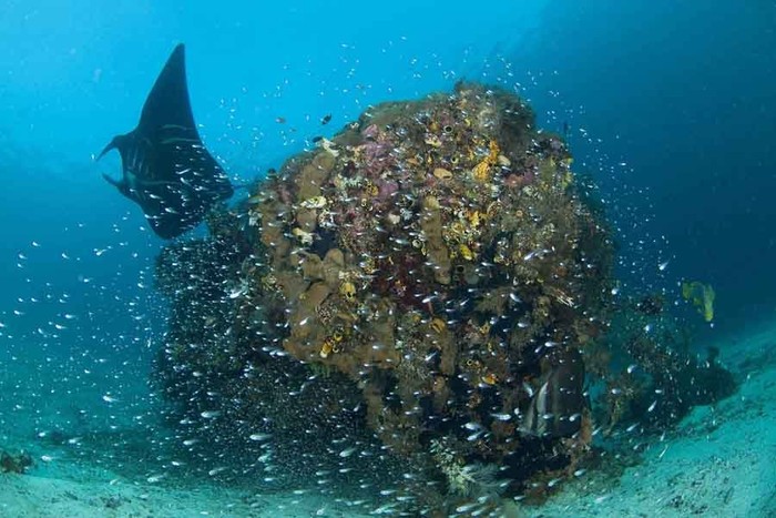 Mau Diving Maksimal di Raja Ampat? Ini Waktu Terbaiknya