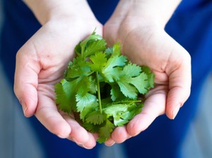 Rempah Daun Inilah yang Membuat Hidangan Vietnam Sangat Aromatik