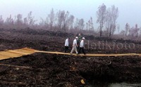 Jokowi bersama sejumlah menteri sempat menembus lahan gambut sejauh kira-kira 1 Km dari pinggir jalan raya. Lahan gambut basah yang menghitam akibat terbakar memiliki kontur yang labil. Maka untuk dapat dilintasi, dibuat jalan setapak dari lapisan kayu.     