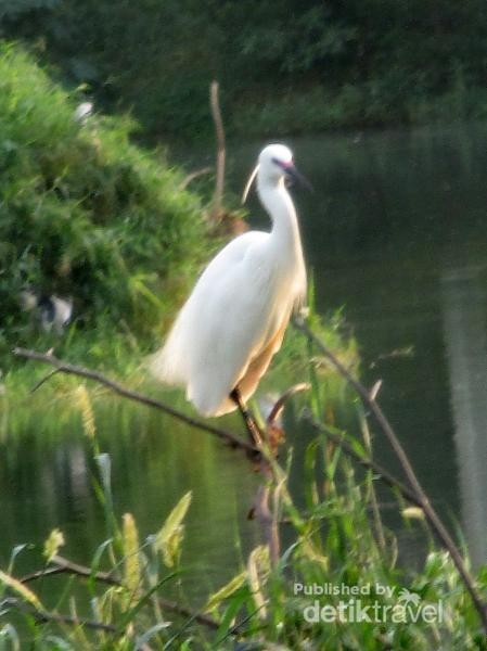 Melihat Kerajaan Burung Di Deli Serdang