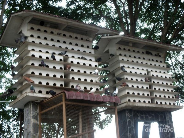 Melihat Kerajaan Burung Di Deli Serdang