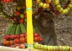 Ratusan Kera Berebut Gunungan Buah dan Sayur