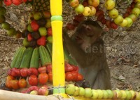 Seekor kera mengambil berbagai macam buah, mulai dari jeruk hingga jambu.