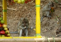 Kera-kera itu langsung menyantap buah-buahan di sekitar gunungan.