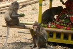 Ratusan Kera Berebut Gunungan Buah dan Sayur