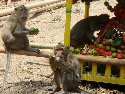 Ratusan Kera Berebut Gunungan Buah dan Sayur