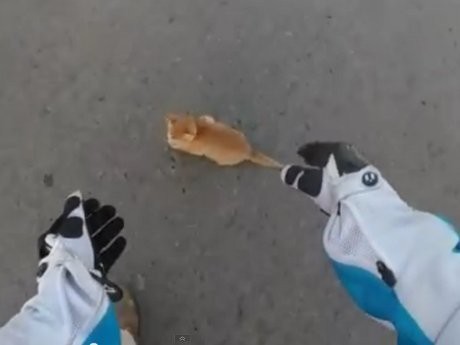 Berhati Hello Kitty, Pemotor Moge Ini Selamatkan Kucing di Jalan