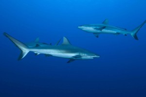Diving Bareng Hiu, Ada Tips & Triknya