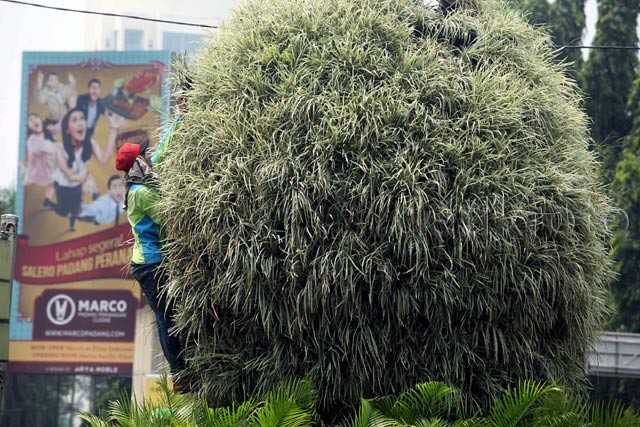 Tanaman yang Kering di Jalan Asia Afrika Diganti 1