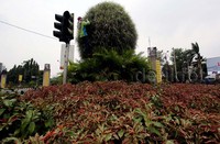 Akibat musim kemarau yang berkepanjangan, sejumlah tanaman yang menghiasi di Jalan Asia-Afrika Senayan, Jakarta, banyak yang mengering dan layu.