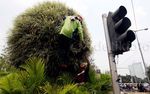 Tanaman yang Kering di Jalan Asia-Afrika Diganti