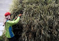 Petugas tengah merapikan bunga yang telah diganti dengan bunga yang baru.